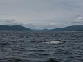 Baleines 011